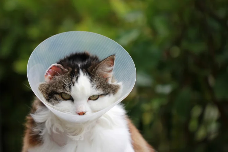 natural flea remedies