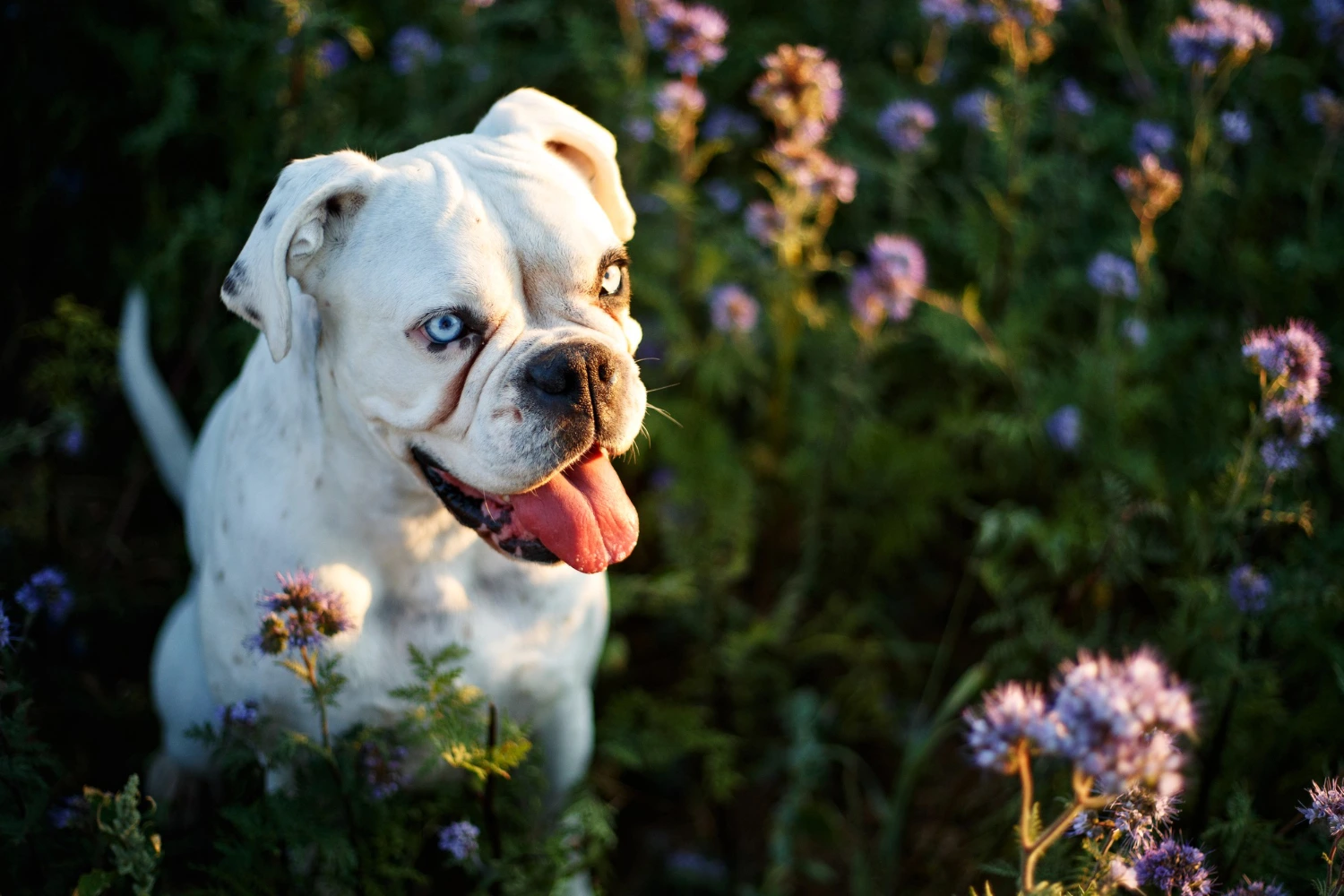 Natural Anti-Inflammatory for Dogs
