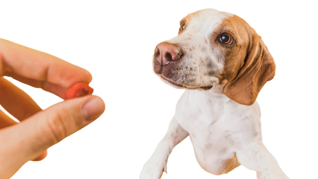 gut health supplement for dogs