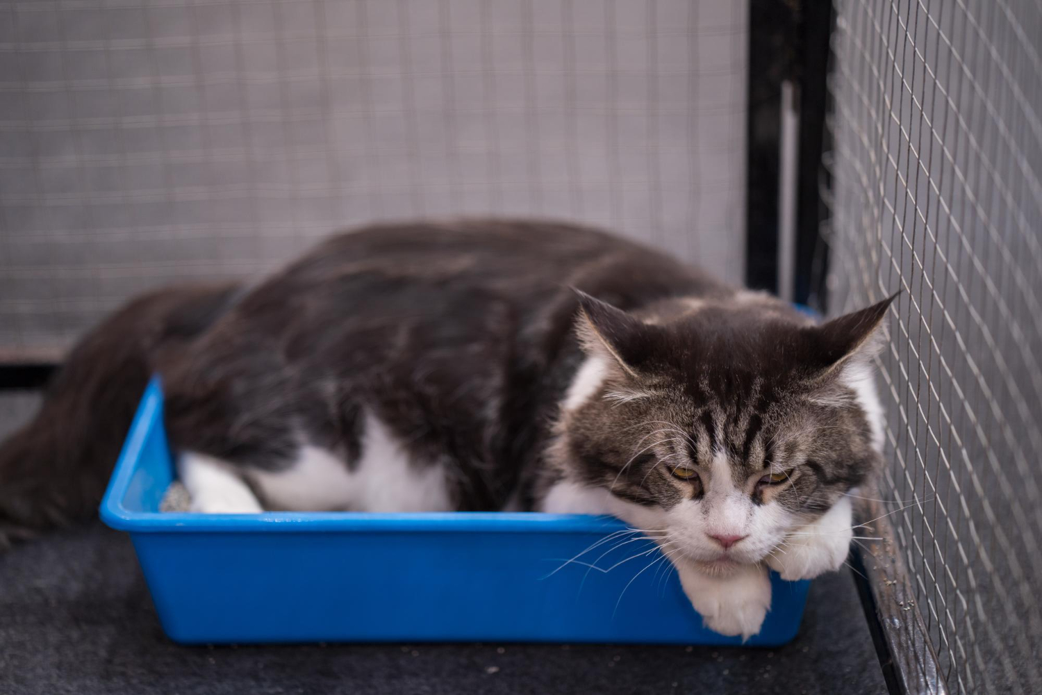 home remedies for Cat Constipation