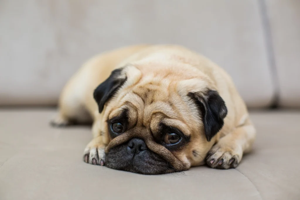 home remedies for dog scooting