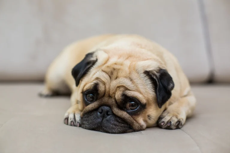home remedies for dog scooting