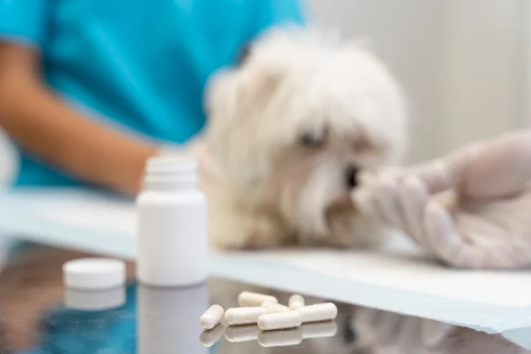 natural probiotics for dogs