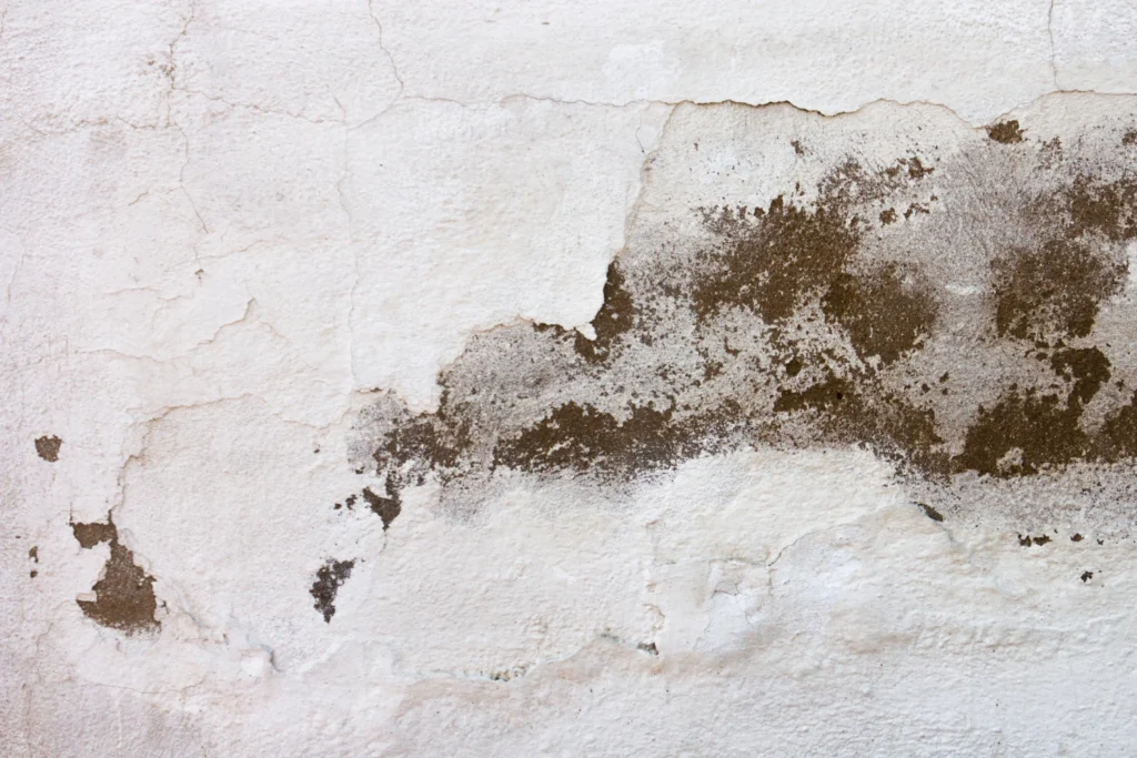How to Detox from Mold
