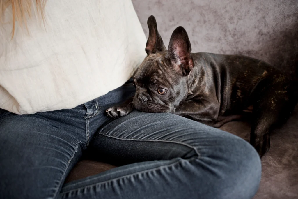 Pet Anxiety
