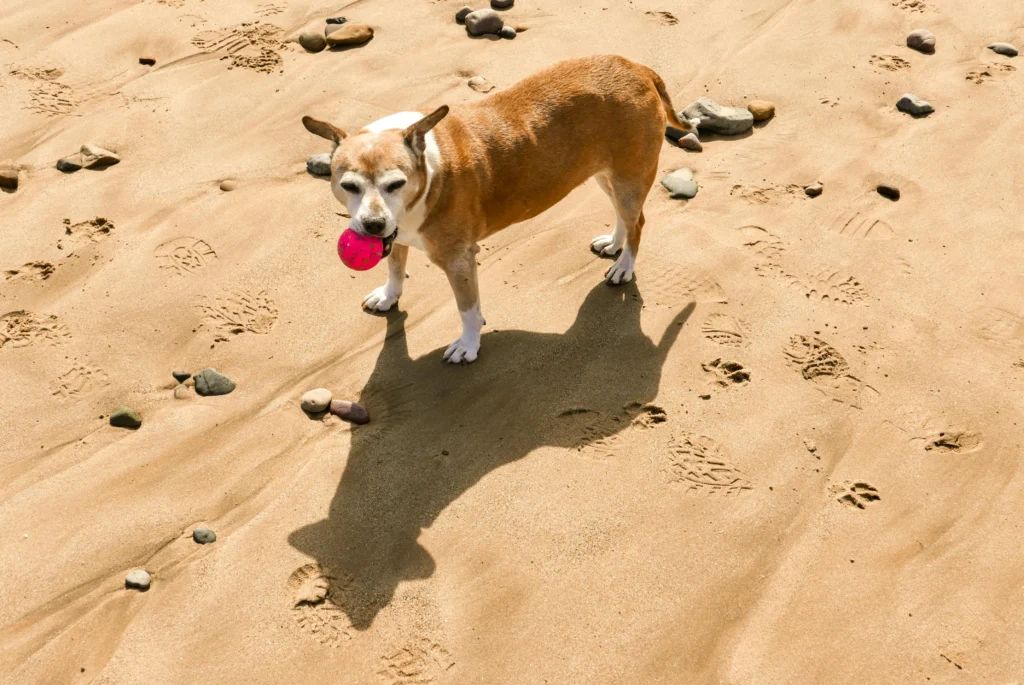 how to help pet anxiety